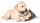 Котята и щенки