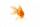 Рыбы